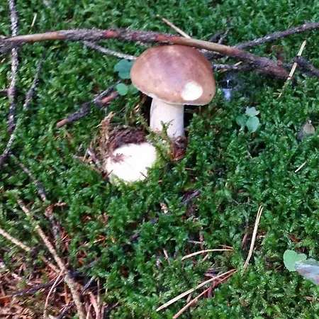 Hébergement de vacances Srub Karpatsky Vlceves